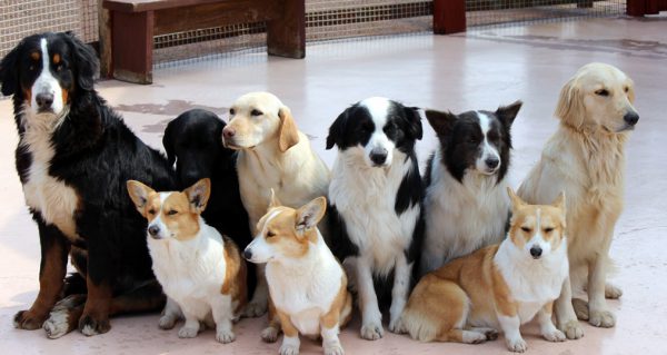 pet